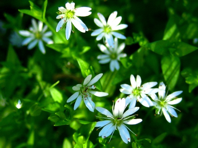 Image of Stellaria bungeana specimen.