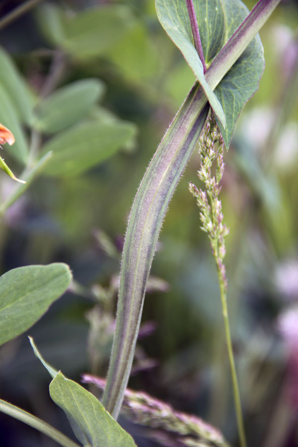 Image of Lathyrus pisiformis specimen.