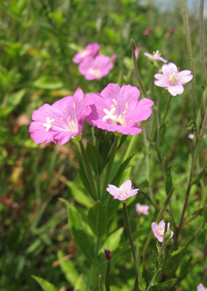 Изображение особи Epilobium hirsutum.