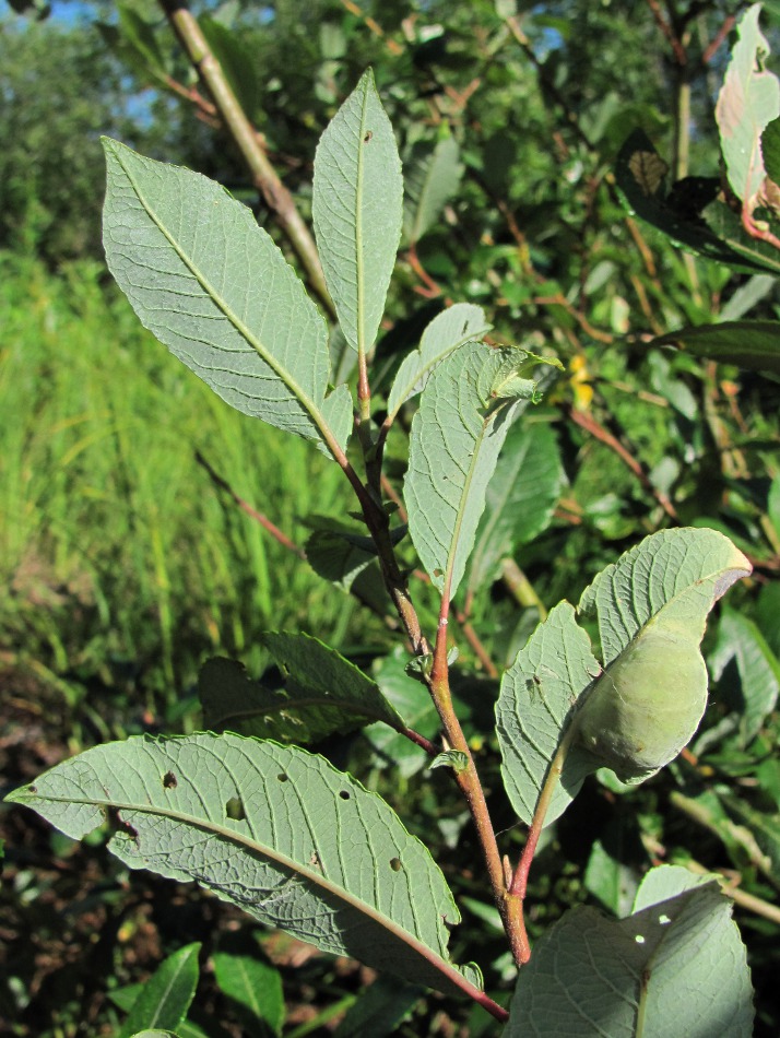 Image of Salix × tetrapla specimen.