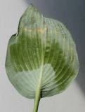 Hosta sieboldiana