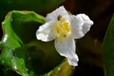 Trapa astrachanica