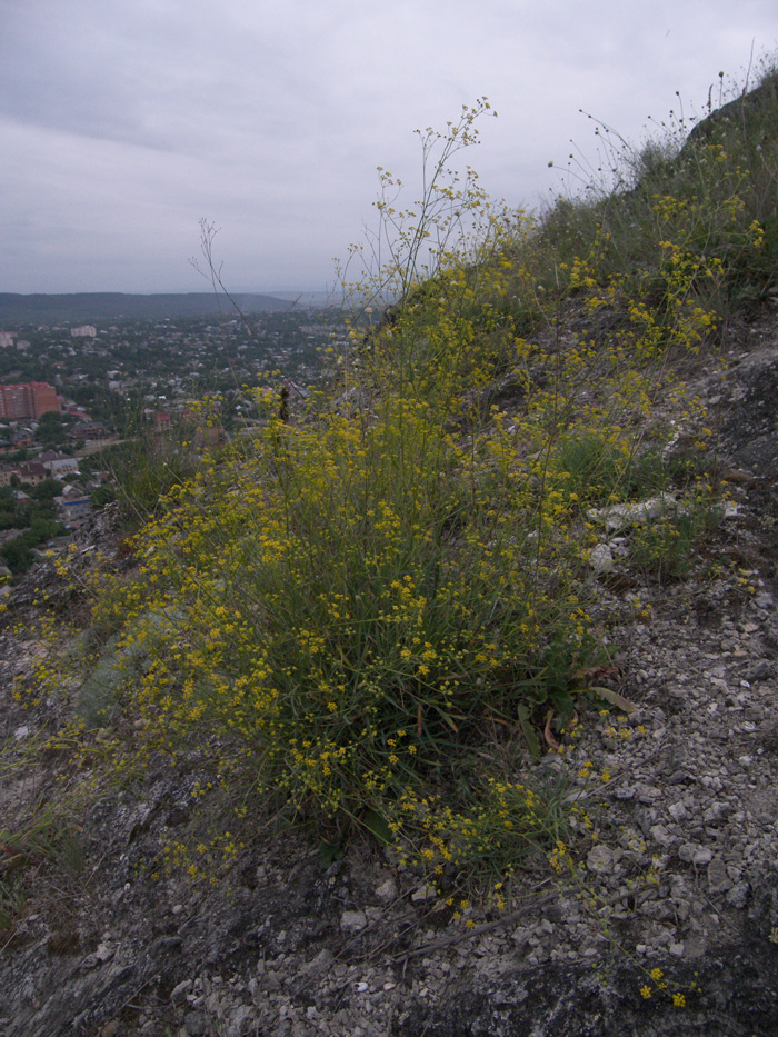 Image of Bupleurum exaltatum specimen.