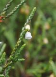 Cassiope redowskii