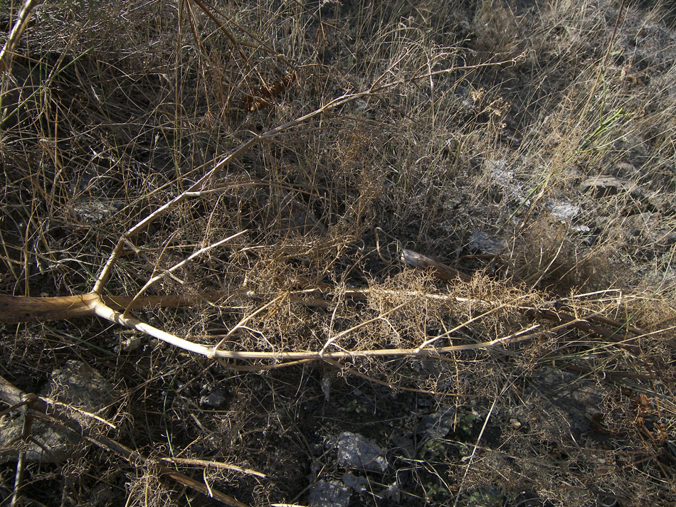 Image of Prangos ferulacea specimen.