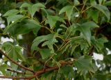Acer buergerianum. Вутвь с побегами. Нидерланды, г. Venlo, \"Floriada 2012\". 11.09.2012.