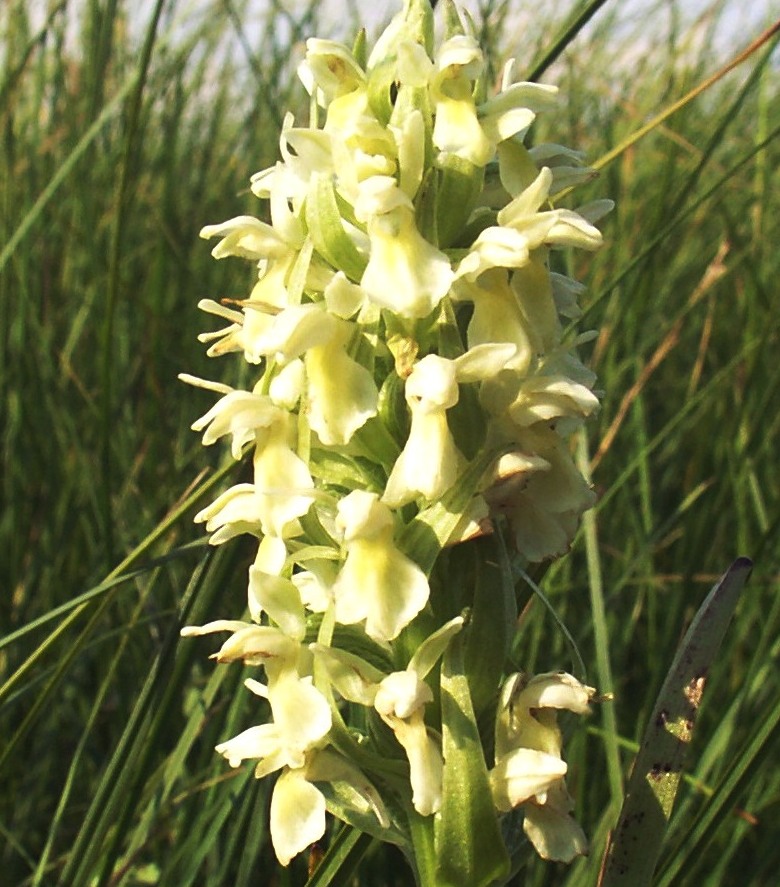 Image of Dactylorhiza ochroleuca specimen.