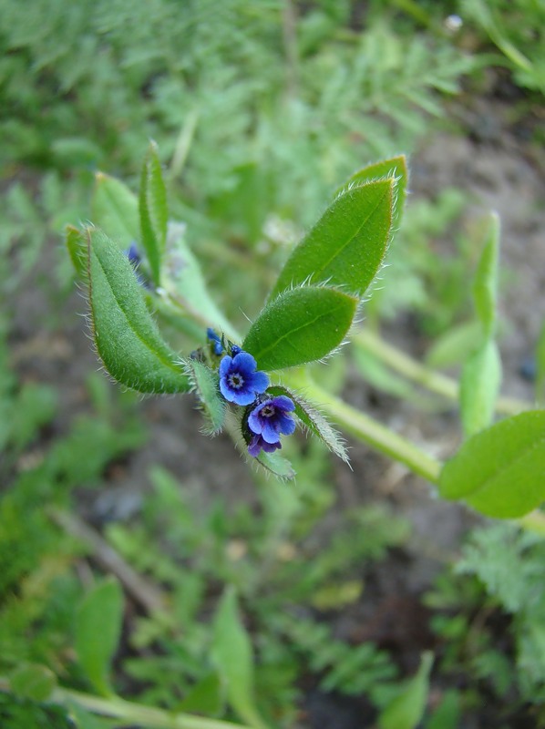 Изображение особи Asperugo procumbens.