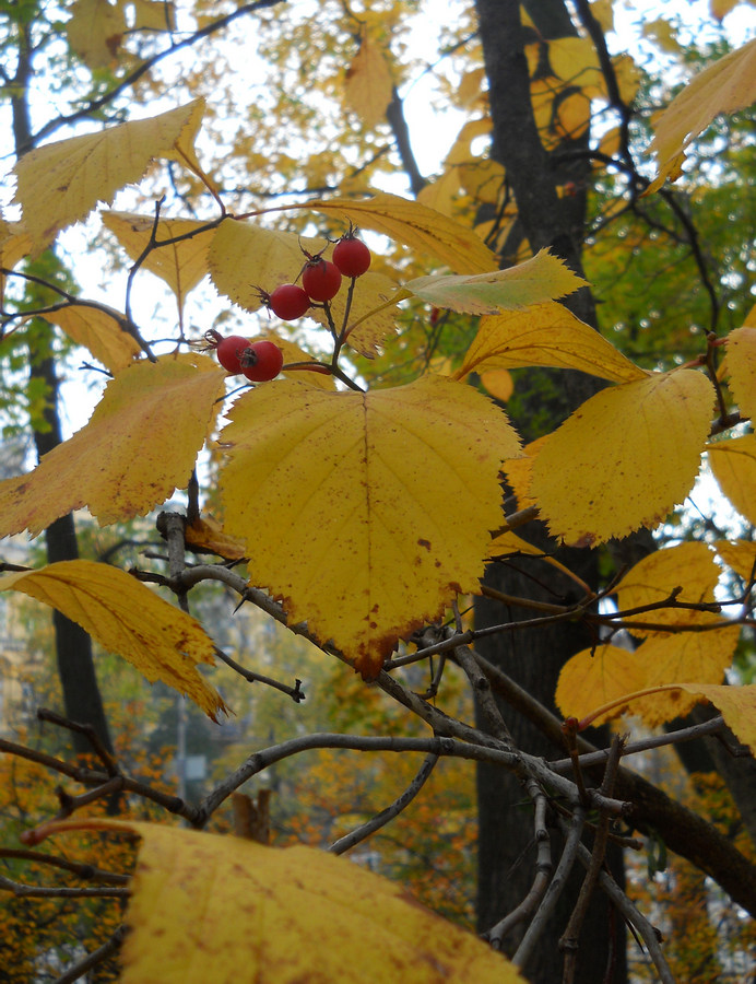 Image of Crataegus submollis specimen.