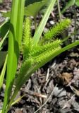 Carex pseudocyperus