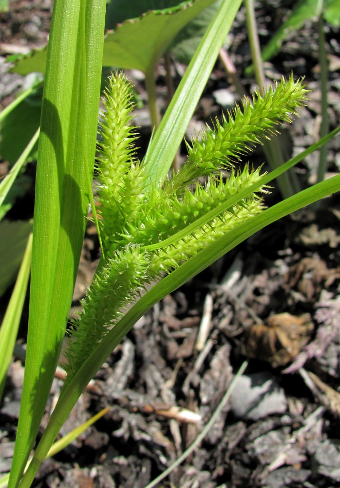 Изображение особи Carex pseudocyperus.