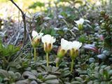 Diapensia obovata