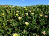 Carpobrotus edulis