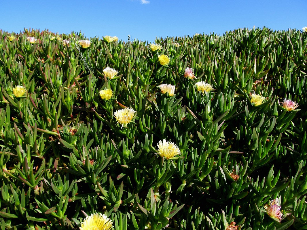 Изображение особи Carpobrotus edulis.