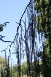 Picea abies