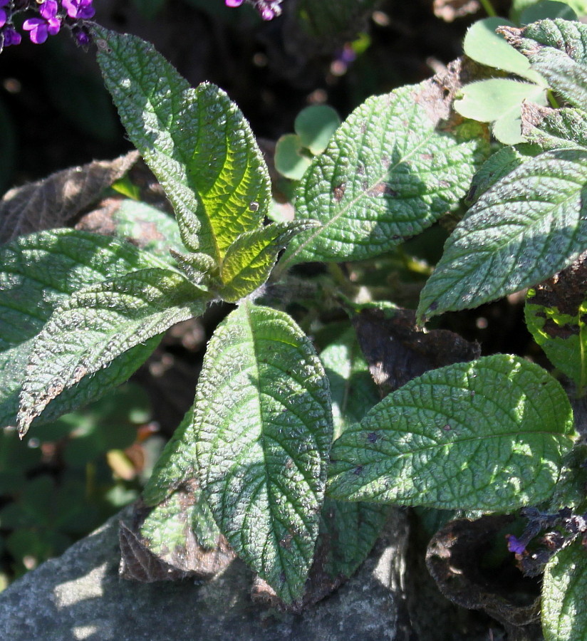 Изображение особи Heliotropium arborescens.