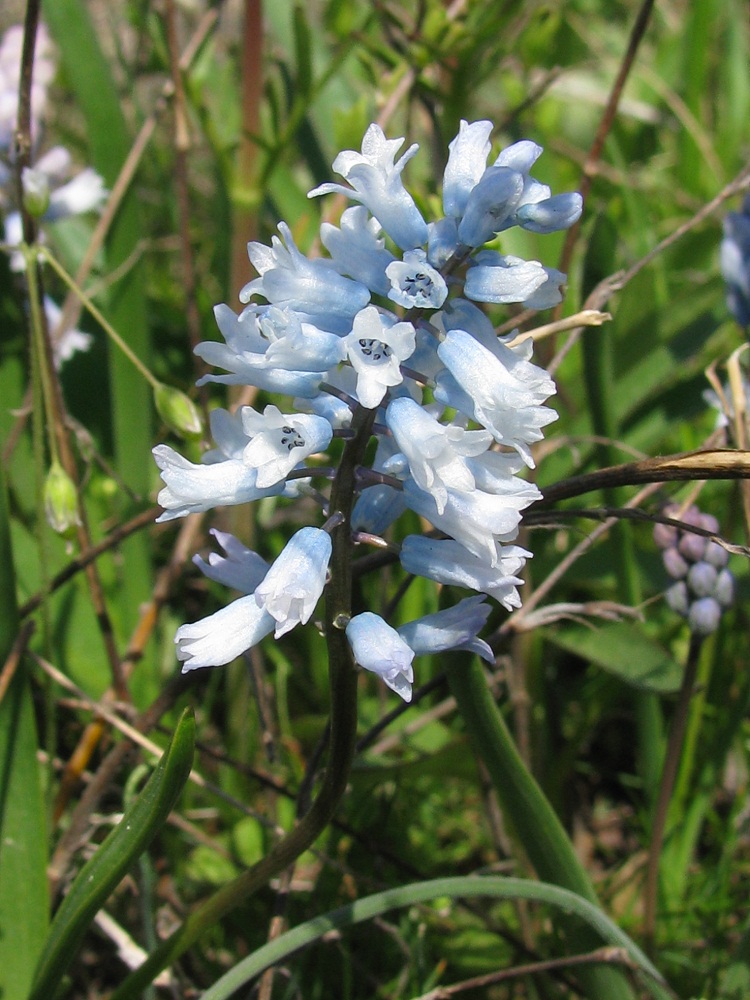 Изображение особи Hyacinthella leucophaea.