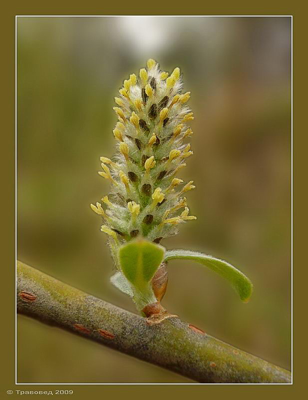 Image of Salix viminalis specimen.