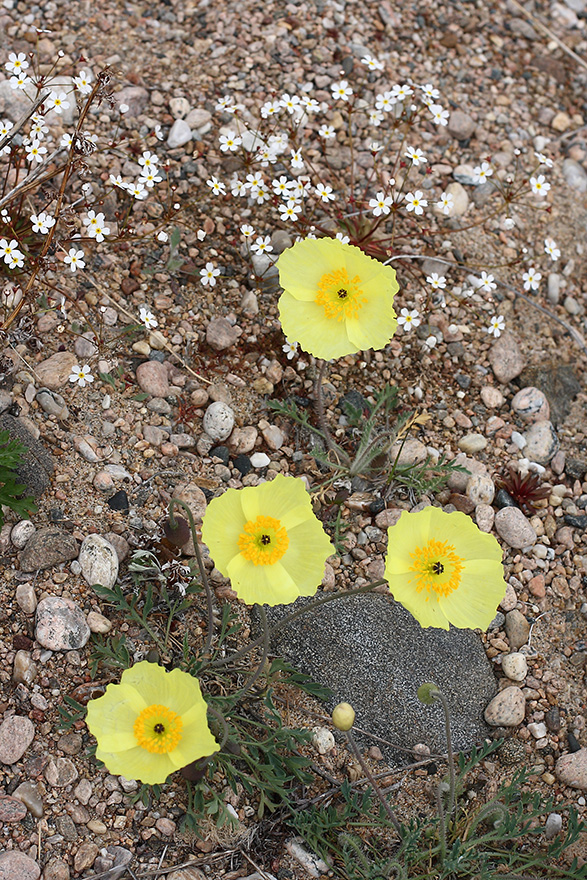 Изображение особи род Papaver.