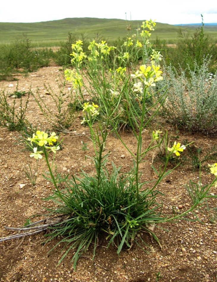 Image of Erysimum flavum specimen.