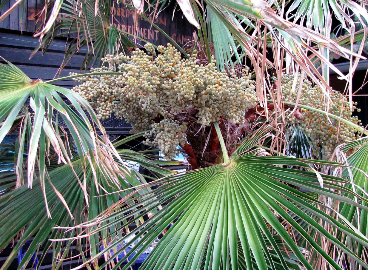 Image of Trachycarpus fortunei specimen.