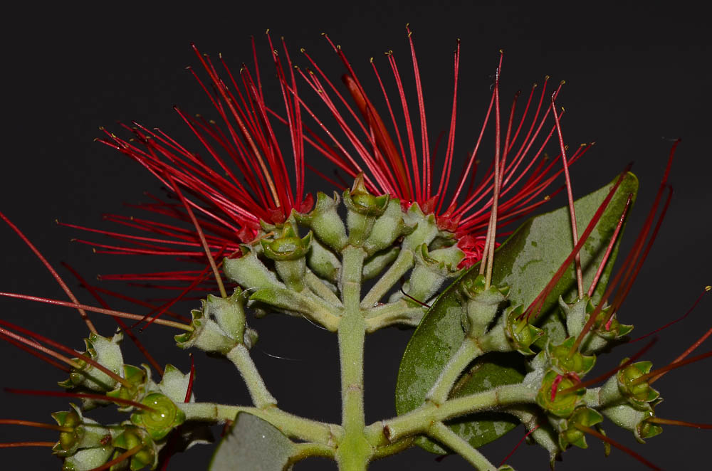 Image of Metrosideros excelsa specimen.