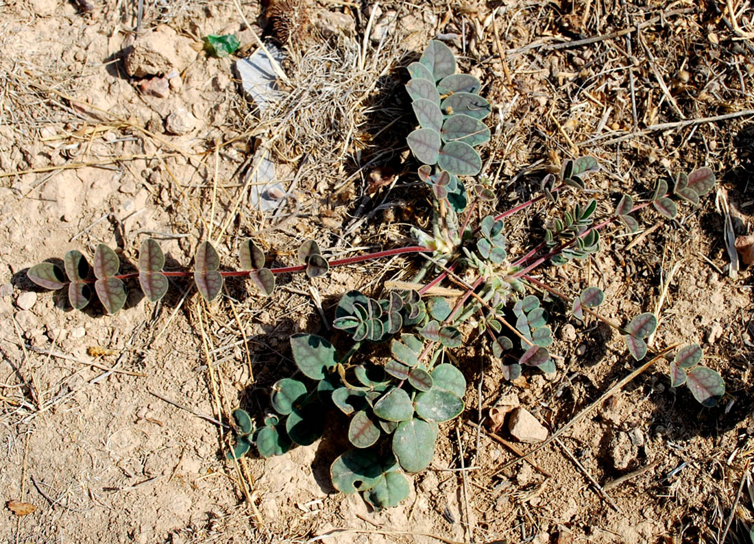 Image of Onobrychis chorassanica specimen.