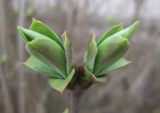 Syringa vulgaris