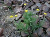 Achillea filipendulina