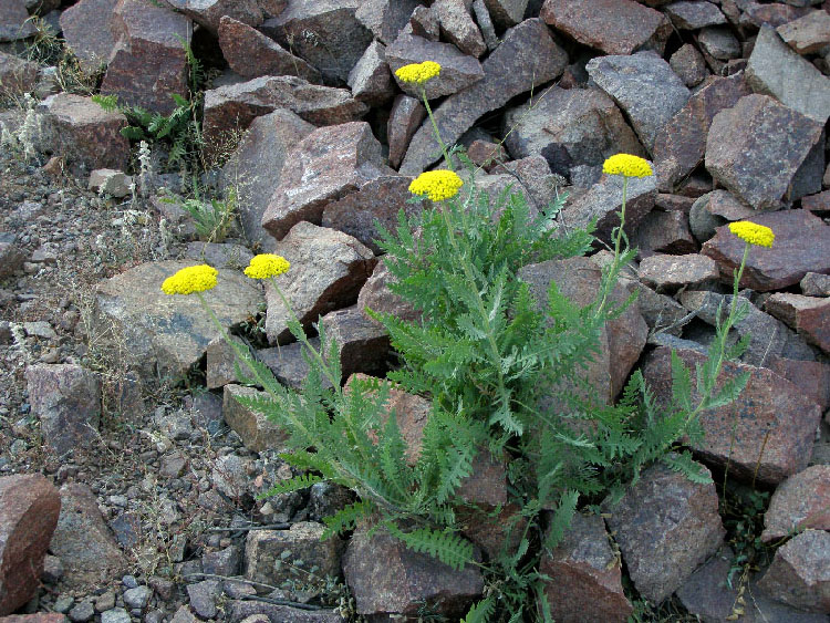 Image of Achillea filipendulina specimen.