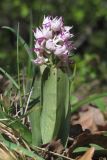 Orchis simia