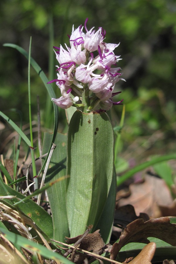 Изображение особи Orchis simia.