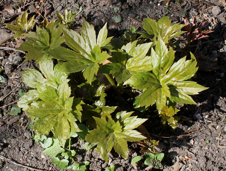 Image of Mukdenia rossii specimen.