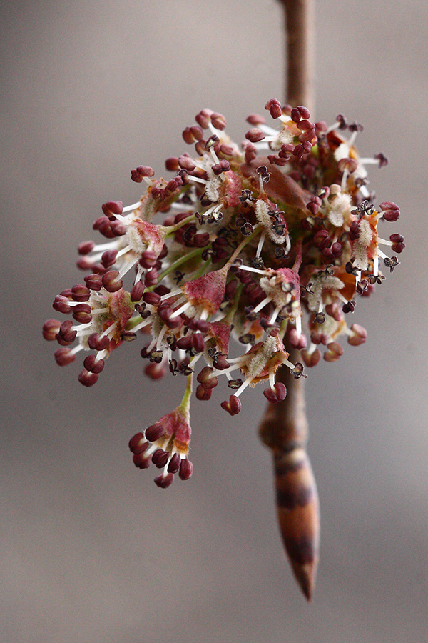 Изображение особи Ulmus laevis.