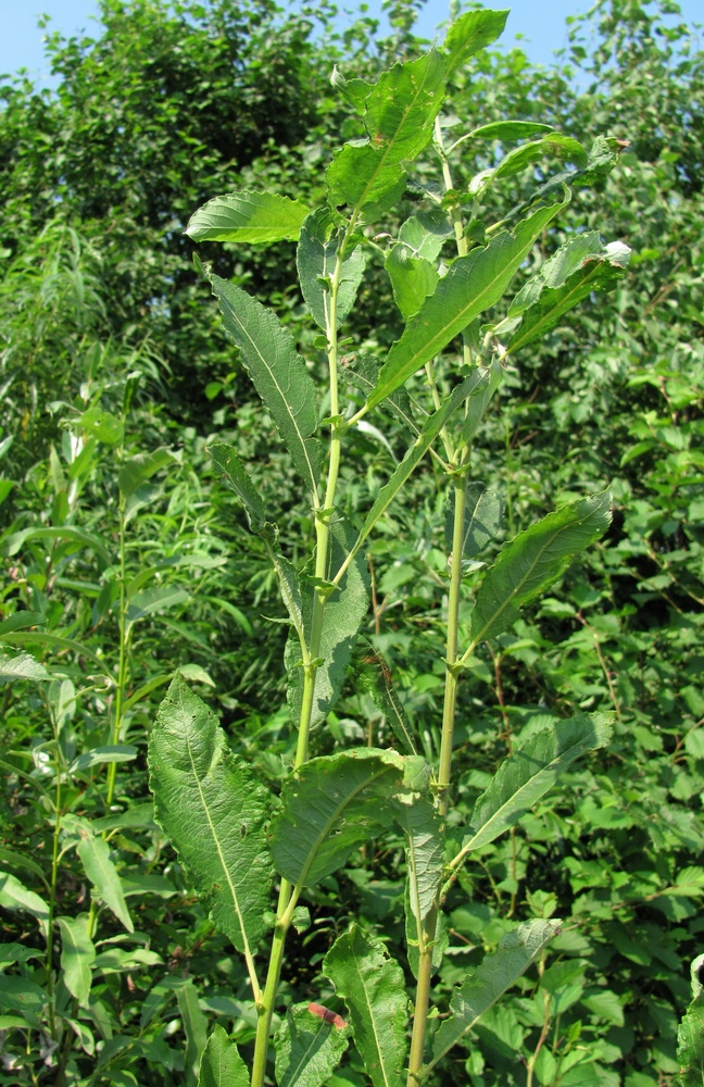 Image of Salix &times; reichardtii specimen.