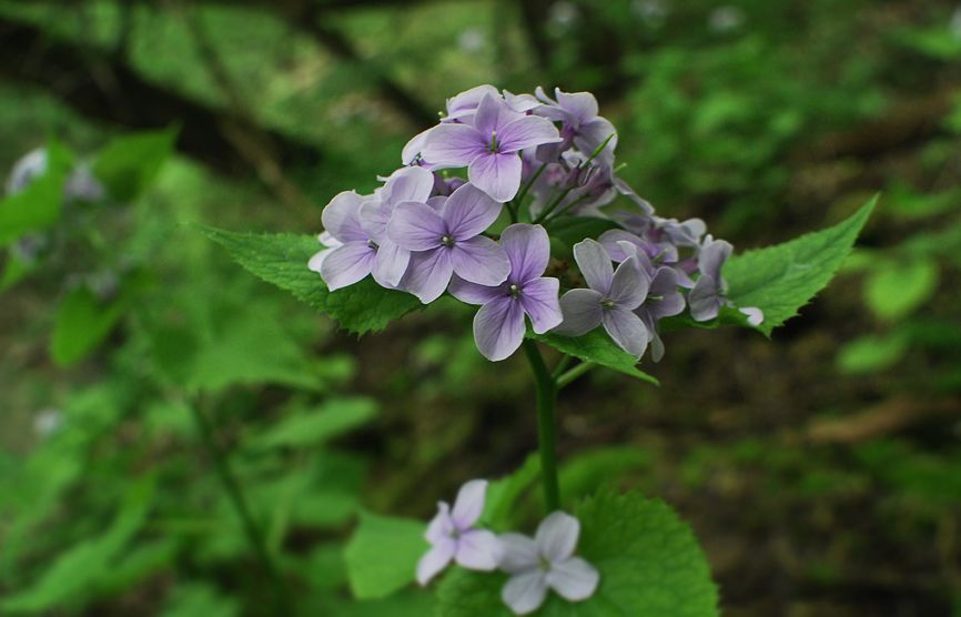 Изображение особи Lunaria rediviva.