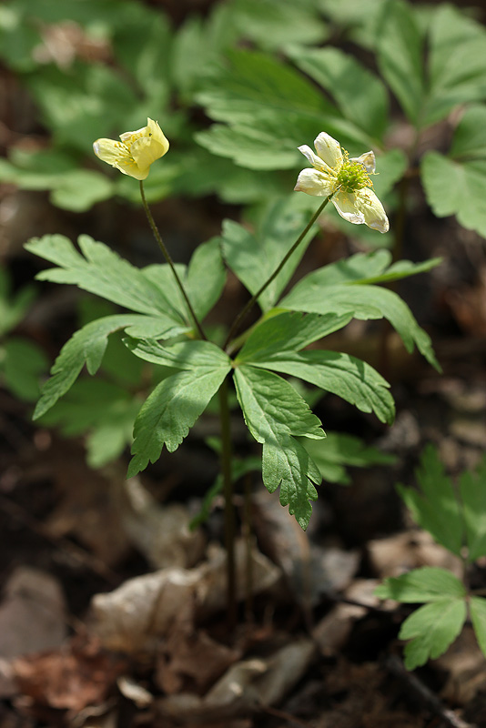 Изображение особи Anemone &times; lipsiensis.