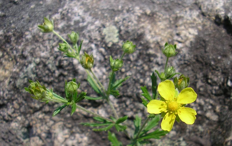 Image of Potentilla argentea specimen.