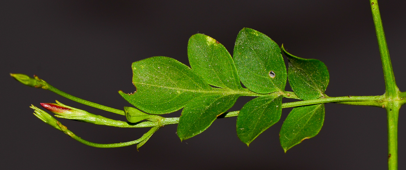 Image of Jasminum polyanthum specimen.