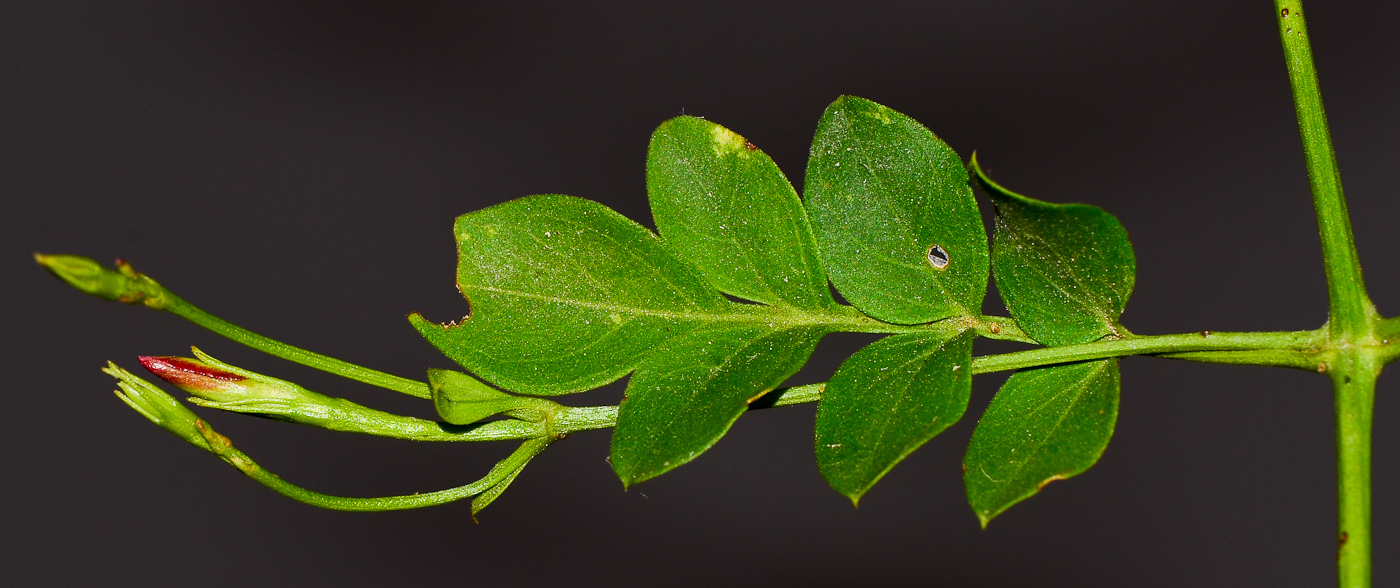 Изображение особи Jasminum polyanthum.