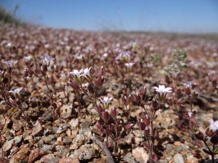 Изображение особи Cerastium pseudobulgaricum.