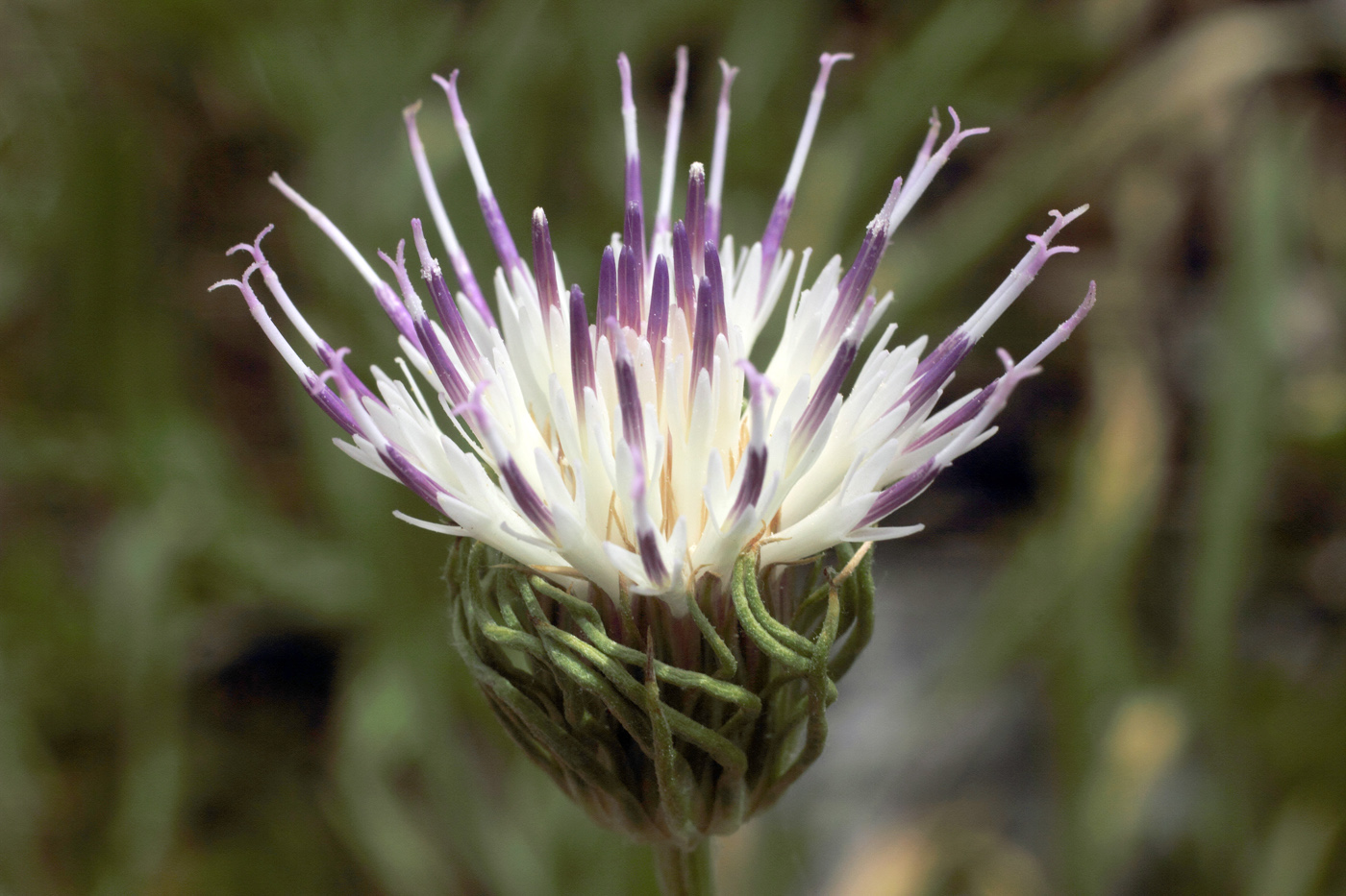 Image of Jurinea tortisquamea specimen.