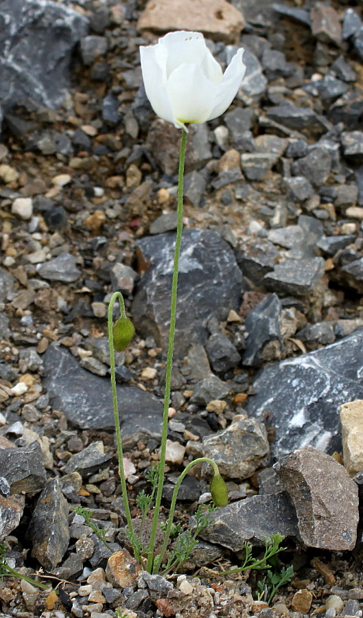 Изображение особи Papaver alpinum.