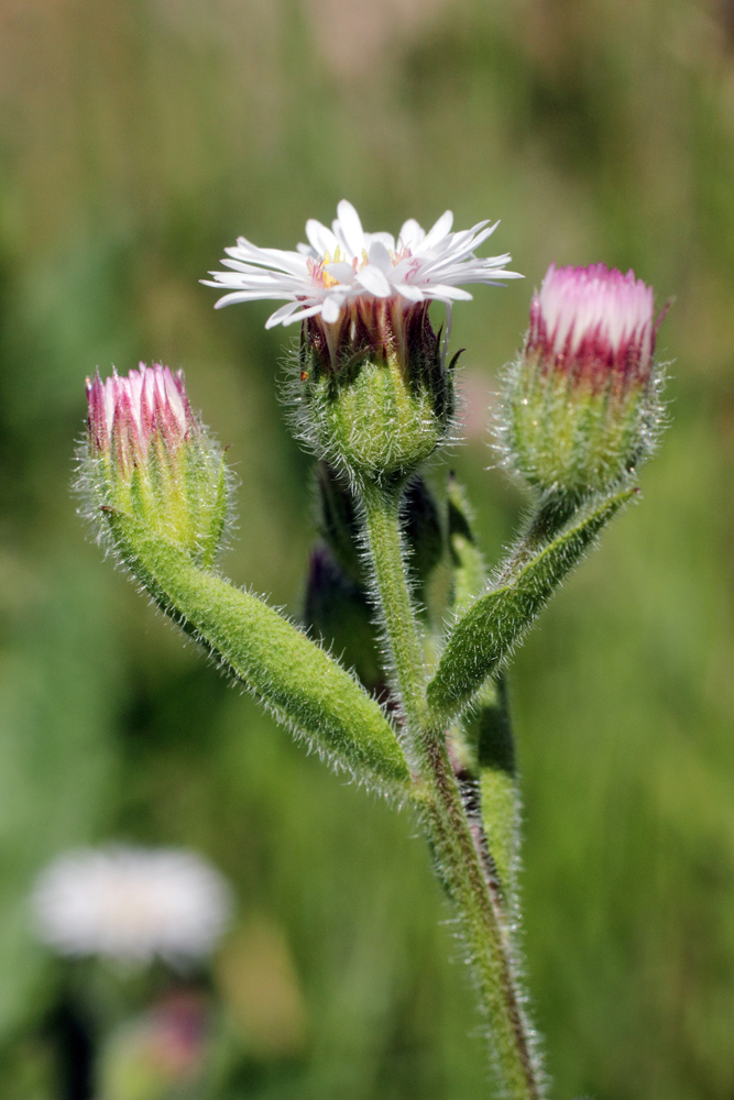 Image of Erigeron pseuderigeron specimen.