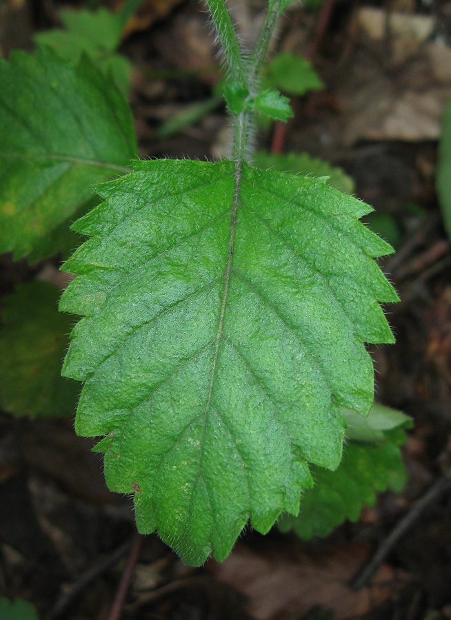 Image of Drymosiphon grandiflorus specimen.