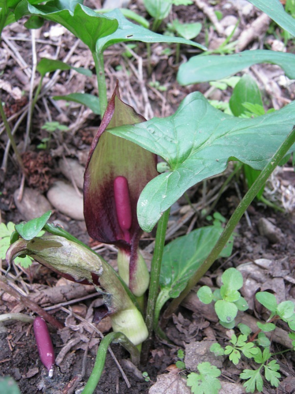 Image of Arum orientale specimen.