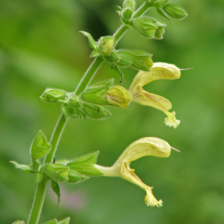 Image of Salvia glutinosa specimen.