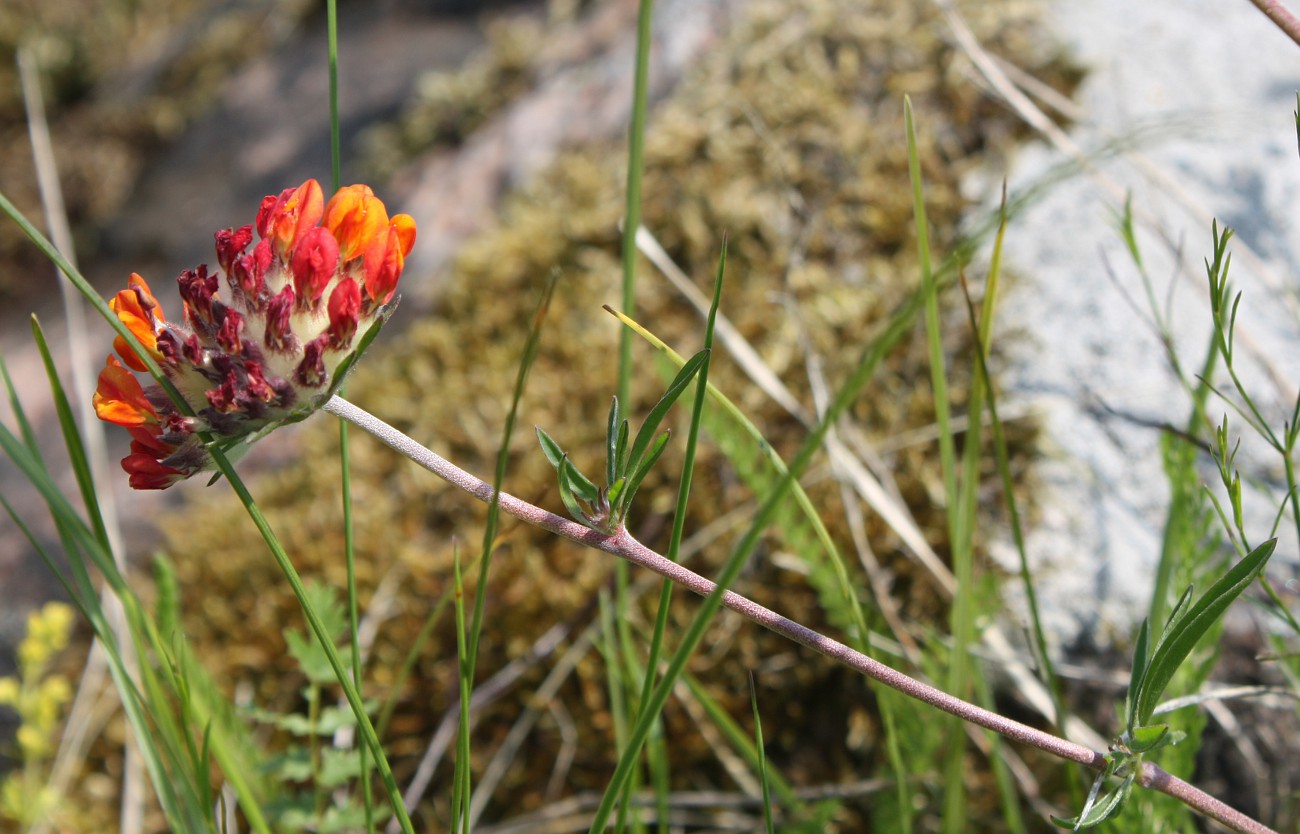 Image of Anthyllis vulneraria specimen.