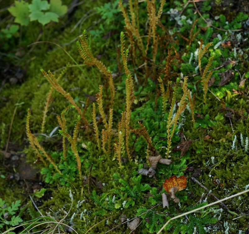 Image of Selaginella helvetica specimen.