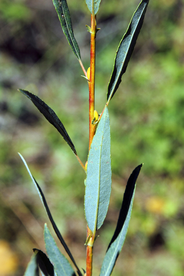 Image of Salix pycnostachya specimen.